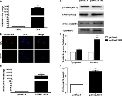 LncRNA H19 Overexpression Activates Wnt Signaling to Maintain the Hair Follicle Regeneration Potential of Dermal Papilla Cells